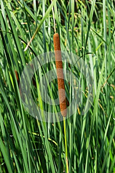 Typha angustifolia. Close up of cattail, water plant