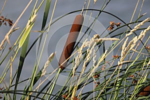 Typha angustifolia. Close up of cattail, water plant.