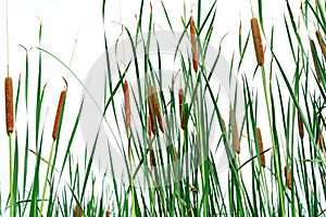 Typha angustifolia field. Green grass and brown flowers. Cattails isolated on white background. Plant`s leaves are flat, very