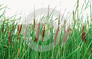 Typha angustifolia field. Green grass and brown flowers. Cattails isolated on white background. Plant`s leaves are flat, very