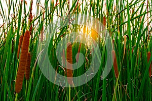 Typha angustifolia field. Green grass and brown flowers. Cattails and sun light in the evening. Plant`s leaves are flat