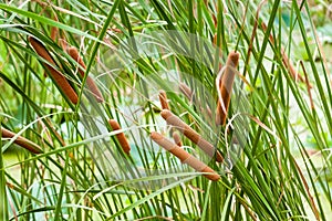 Typha angustifolia