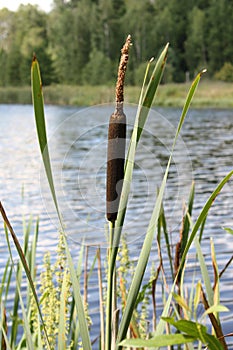 Typha in Bialowieza National Park