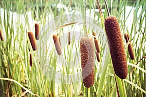 Typha bulrush or cattail spikes