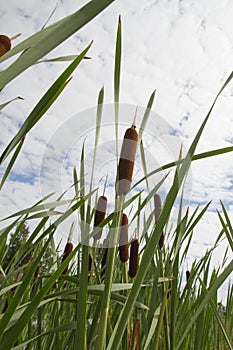 Typha bulrush or cattail spikes