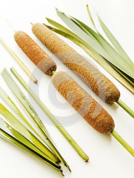 Typha bulrush on white