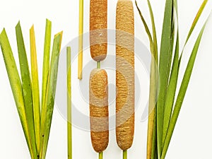 Typha bulrush on white