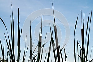 Typha cattails silhouette against blue sky