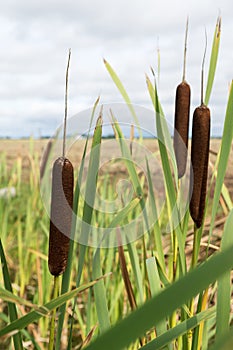 Typha close up, plant Typha or cattail in cloudy sky and agriculture field background