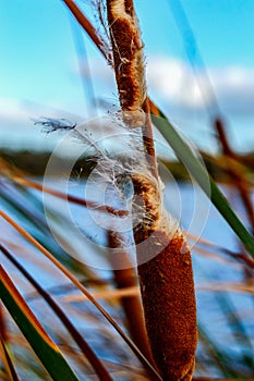 Typha domingensis seeds in the wind photo