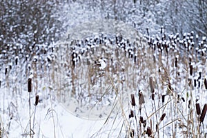 Typha. Dried cattails in natural environment. Reeds and frozen lake
