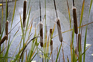 Typha species of plant known as bulrush, gladio, enea or totora photo