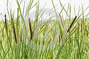 Typha Latifolia