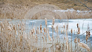 Typha latifolia