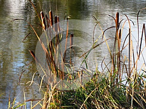 Typha latifolia also named bulrush or reedmace, in America reed, cattail or punks, in Australia cumbungi or bulrush