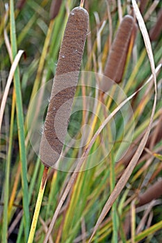 Typha latifolia, broadleaf cattail