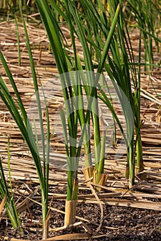 Typha latifolia broadleaf cattail, bulrush, common bulrush, common cattail, great reedmace, cooper`s reed, cumbungi is perennial