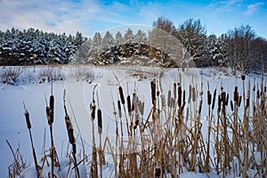 Typha latifolia or broadleaf rose on the lake in winter, forest on the background