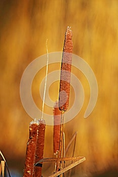 Typha latifolia / bulrush