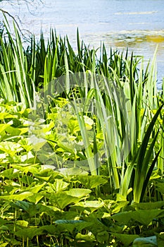 Typha latifolia, bulrush in the lake