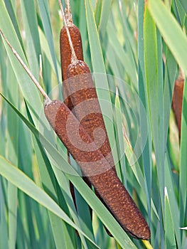 Typha latifolia, Cattail photo