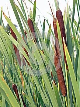Typha latifolia, Cattail photo