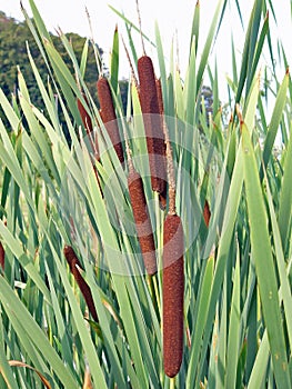 Typha latifolia, Cattail