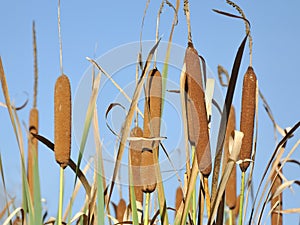 Typha latifolia - Cattail and clear blue sky