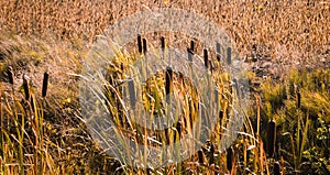 Typha latifolia cattail at fall