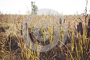 Typha latifolia cattail at fall