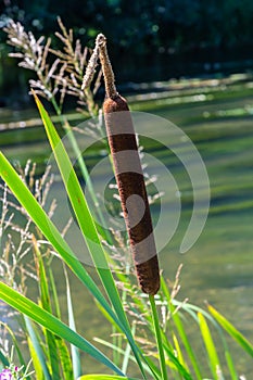 Typha latifolia Common Bulrush blackamoor flag water-torch by the lake