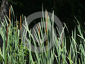 Typha latifolia, common bulrush, broadleaf cattail, great reedmace, cooper`s reed, plants with riping seeds close-up