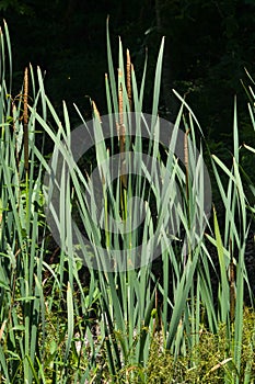 Typha latifolia, common bulrush, broadleaf cattail, great reedmace, cooper`s reed, plants with riping seeds close-up