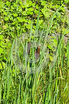 Typha latifolia, common bulrush, broadleaf cattail, great reedmace, cooper`s reed, plants with riping seeds close-up