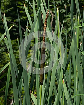 Typha latifolia, common bulrush, broadleaf cattail, great reedmace, cooper`s reed, plants with riping seeds close-up