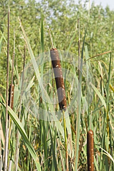 Typha latifolia, common bulrush, broadleaf cattail, great reedmace, cooper`s reed, plants with riping seeds close-up