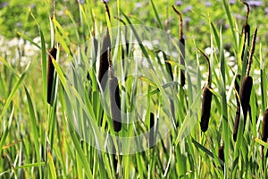 Typha Latifolia, Common Cattail Growing in the Nature