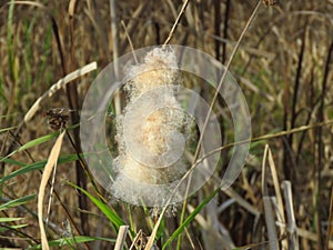 Typha latifolia at the end of the winter season.