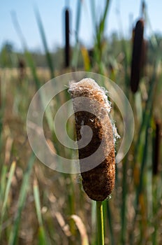 Typha latifolia has been found in a variety of climates