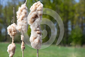 Typha latifolia plant