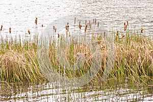 Typha Latifolia Reed Detail