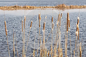 Typha Latifolia Reed Flowers Detail