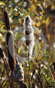 Typha latifolia seed head in autumn, bulrush.