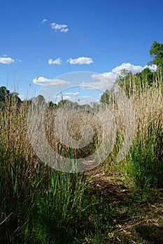 Typha latifolia on the Wuhlesee. Kaulsdorf, Berlin, Germany.