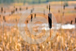 Typha laxmannii