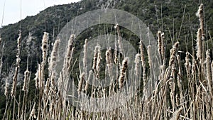 The Typha plant of the marshes.