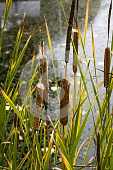 Typha species of plant known as bulrush, gladio, enea or totora photo