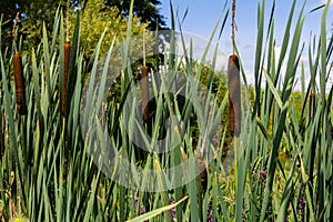 typha wildplant at pond, Sunny summer day. Typha angustifolia or cattail photo