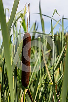 typha wildplant at pond, Sunny summer day. Typha angustifolia or cattail