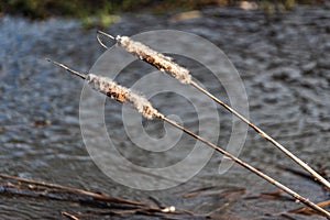 Typhaceae in winter day. Water in the background